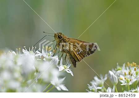 ニラの花とイチモンジセセリ 8652459