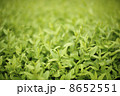 Grass Background 8652551
