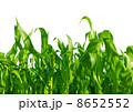 Corn Field 8652552