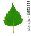 Birch Leaf 8652553