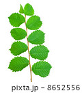 Branch with Leaves 8652556