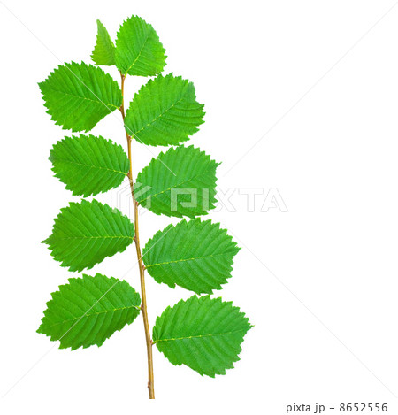 Branch with Leaves 8652556