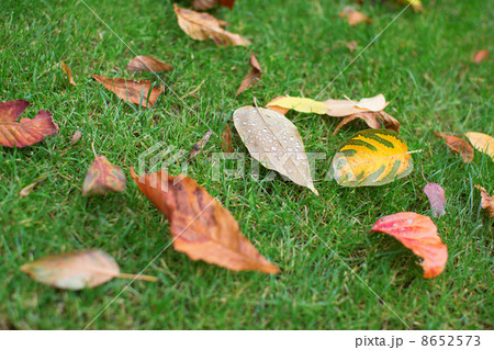 Colorful autumn leaves on the grass 8652573