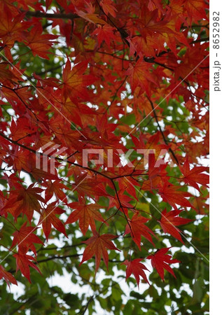 初秋 せせらぎ街道 初秋 せせらぎ街道 8652982