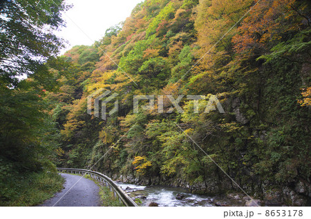 紅葉の岨谷峡 紅葉の岨谷峡 8653178