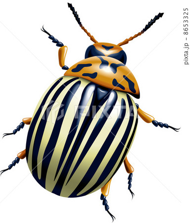 The Colorado potato beetle 8653325