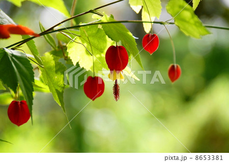 10月花　ウキツリボク・アオイ科31 8653381