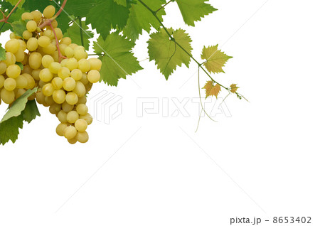 vine 8653402