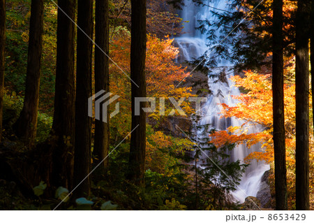 唐沢の滝の紅葉 8653429