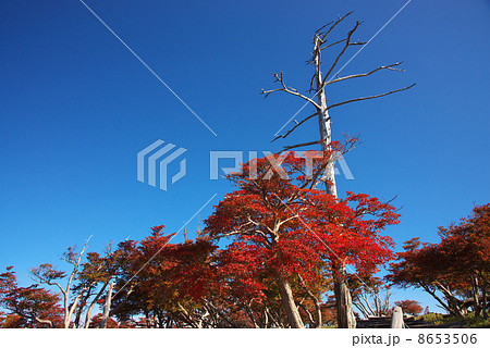 大台ケ原の紅葉 8653506