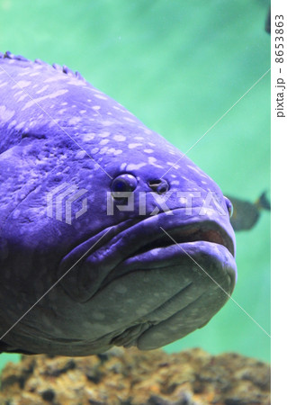 葛西臨海水族園 8653863