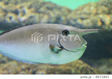 テングハギ テングハギ 8653865