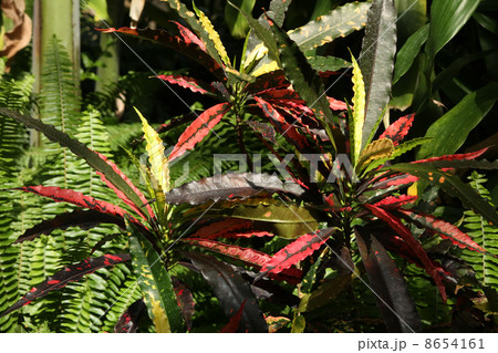 クロトン クロトン 8654161