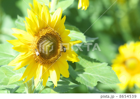 ひまわり畑 ひまわり畑 8654539