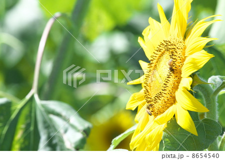 ひまわり畑 ひまわり畑 8654540