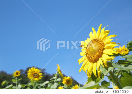 ひまわり畑 ひまわり畑 8654550