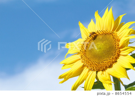 ひまわり畑 ひまわり畑 8654554