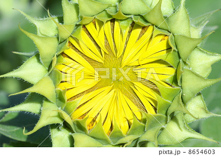 ひまわり畑 8654603