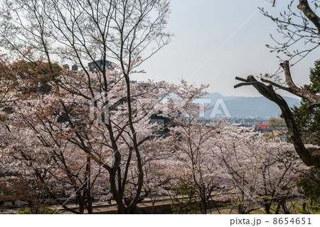 蹴上インクラインの桜 8654651