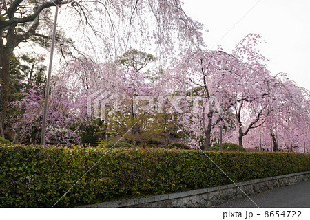 清流亭の枝垂れ糸桜 8654722
