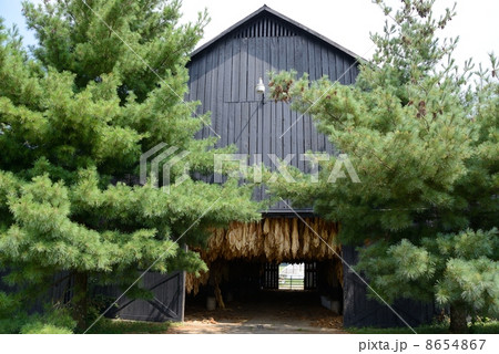 アメリカ　葉タバコ 8654867