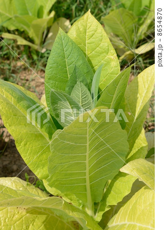 アメリカ　葉タバコ 8654870