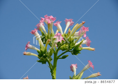 アメリカ　葉タバコ 8654877