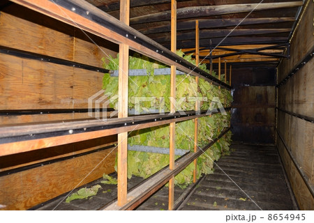 アメリカ　たばこ農家 8654945