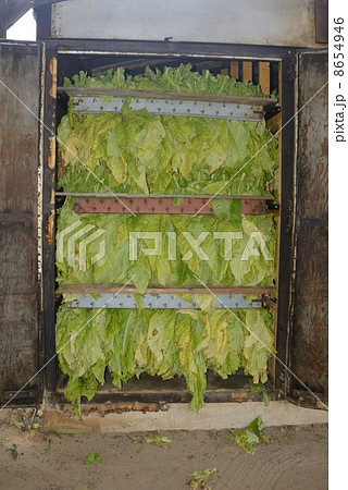 アメリカ　たばこ農家 8654946