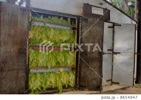 アメリカ　たばこ農家 8654947