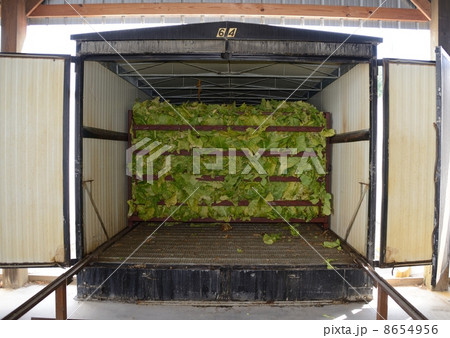 アメリカ　葉タバコ農家 8654956