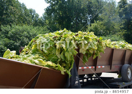 アメリカ 葉タバコ農家 アメリカ 葉タバコ農家 8654957