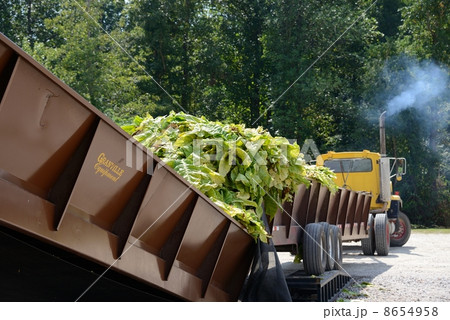 アメリカ　葉タバコ農家 8654958