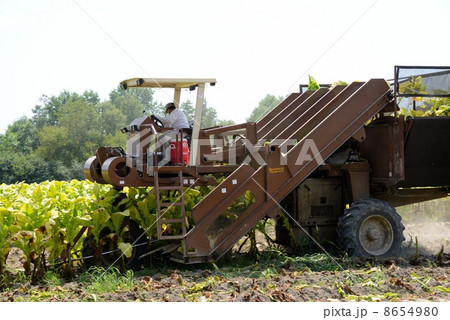 アメリカ　葉タバコ　農夫 8654980
