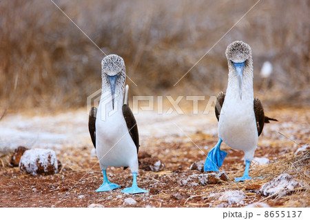Blue footed booby mating dance 8655137