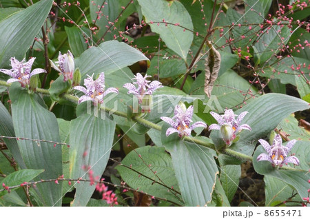 ホトトギス ホトトギス 8655471