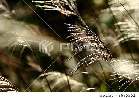逆光に輝くススキ 逆光に輝くススキ 8655552