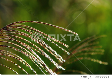 逆光に輝くススキ 8655553