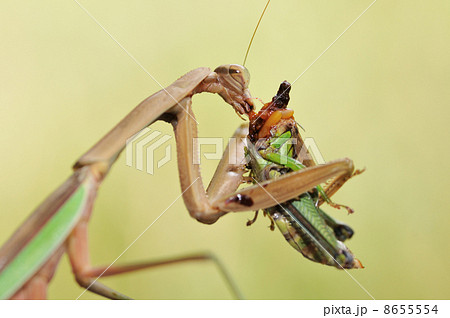 カマキリの食事の写真素材