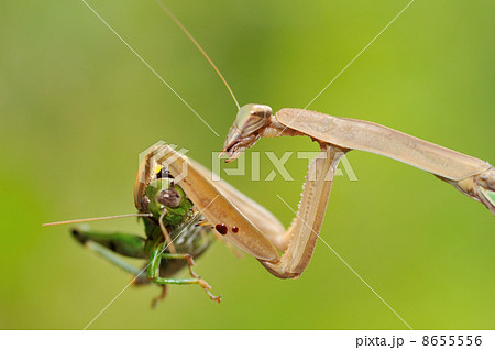 カマキリの食事 カマキリの食事 8655556