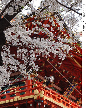 神田明神の桜 8655684