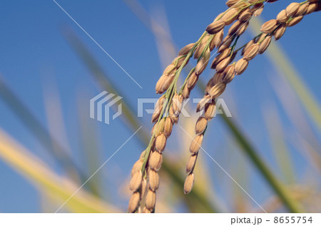 秋の実り(稲穂) 秋の実り(稲穂) 8655754