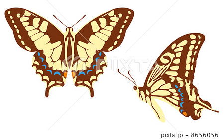 アゲハ蝶のイラスト素材 8656056 Pixta