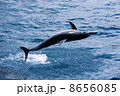 イルカのジャンプ 8656085