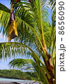 椰子の木 8656090