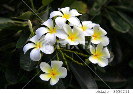 プルメリア 8656211