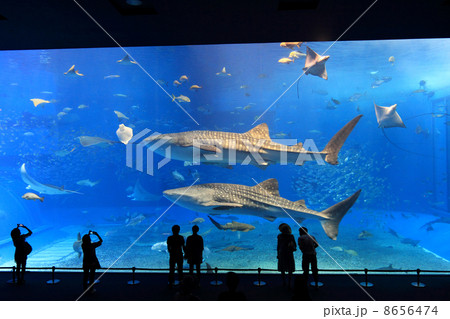 美ら海水族館 8656474