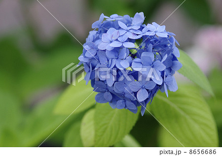 ヒメアジサイ 8656686