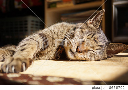 眠るキジ猫 8656702
