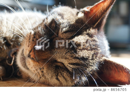 眠るキジ猫 8656705